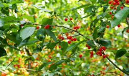 樱桃视频在线观看